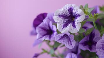 de cerca de púrpura y blanco petunias mostrando vibrante jardín floraciones con delicado pétalos foto