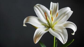 Lily flower in white bloom with petals and stamen highlighted in a close-up nature shot photo