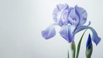 Purple iris flower in bloom displaying delicate beauty and botanical elegance with soft-focus petals photo