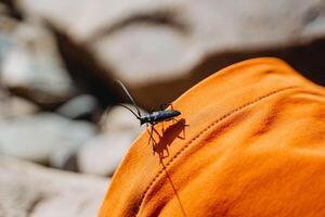 cerambícidos, un barbo escarabajo de leñadores, familia coleópteros, se sienta en un naranja fondo, come antiguo árboles, ayudante de conífero bosques, volador insecto de negro color foto