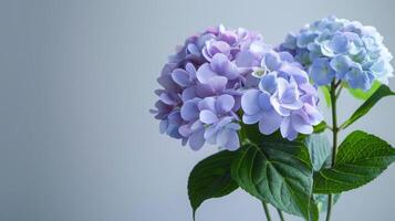 Hydrangea bloom showcasing purple and blue petals with green leaves in a botanical setting photo