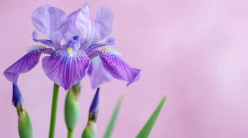 iris flor en púrpura con elegante pétalos cierne en primavera naturaleza foto