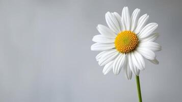 Daisy flower with white petals and yellow center against a serene background photo