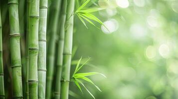 Bamboo in green nature with plants and bokeh creating a tranquil environment photo