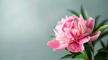Pink peony flower in bloom displaying delicate petals and botanical elegance in a spring garden setting photo