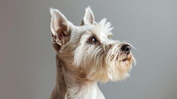 Scottish Terrier profile portrait with attentive ears and whiskers against a gray background photo