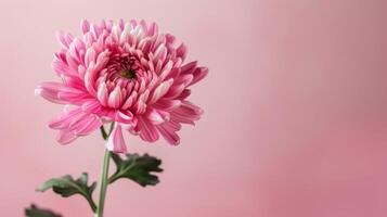 de cerca de un rosado crisantemo con Fresco floración mostrando floral belleza y elegancia foto