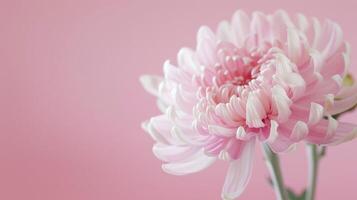 de cerca de un rosado crisantemo flor con delicado pétalos y suave bokeh antecedentes foto