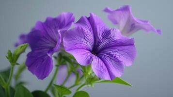 Purple petunia flower in close-up captures bright bloom and delicate botanical beauty photo