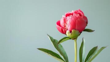 rosado peonía flor en floración con un soltero brote y verde hojas de cerca en un inspirado en la naturaleza antecedentes foto