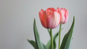 Closeup of a pink tulip flower in full bloom with soft focused spring background photo