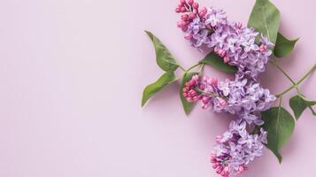 Blooming purple lilac flowers with fresh green leaves on pastel background photo