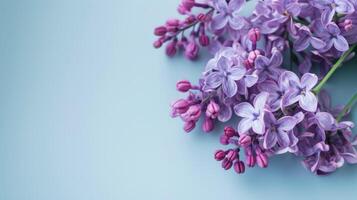 Lilac flowers blooming with purple petals in a pastel spring bouquet photo