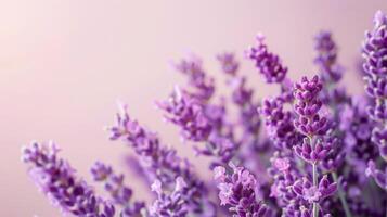 de cerca de lavanda flores en lleno floración con un púrpura matiz y suave antecedentes foto