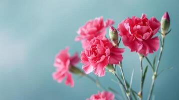 Pink carnation flowers with a fresh look in full bloom showcasing botany and nature photo