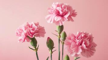 de cerca de rosado claveles demostración pétalos, florecer, y floral belleza con un suave pastel antecedentes foto