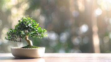 Bonsai tree with bokeh background highlighting serenity and pottery craftsmanship in nature photo