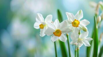 Close up of white Narcissus flowers in bloom with soft bokeh background in spring garden photo