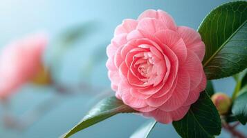 de cerca de un rosado camelia flor con delicado pétalos y botánico belleza en floración foto