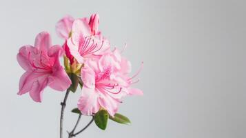 Pink azalea flowers bloom with delicate petals and stamens against a soft background photo