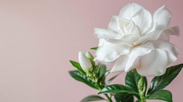 White gardenia flower in bloom with delicate petals and green leaves on a pastel background photo
