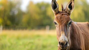 Close-up portrait of a brown mule with attentive ears and calm eyes on the farm photo