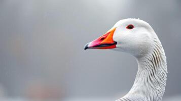 Close-up portrait of a goose featuring wildlife, bird, nature, feathers, beak, eye, waterfowl, and orange details photo