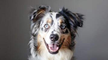 Australian Shepherd dog portrait with blue eyes and merle coat showing a happy expression photo