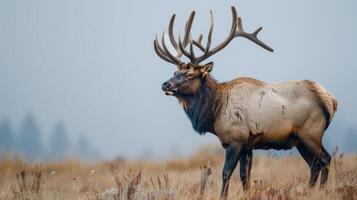 majestuoso alce con impresionante cornamenta en un sereno campo vitrinas el belleza de fauna silvestre foto