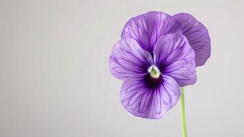 Close-up of a Purple Pansy Flower with Vibrant Petals and Delicate Texture in Bloom photo