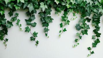 hiedra hojas en verde sombras crear un natural y lozano modelo en un pared foto
