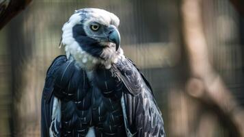 de cerca arpía águila con feroz ojos y detallado plumas retrata fauna silvestre majestad en naturaleza foto