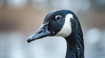 Close-up portrait of a goose with detailed plumage and watchful eyes in a natural setting photo