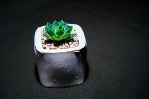 Close-up view of a cactus in a white pot on a black cloth. photo