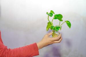 hand holding a pothos plant in a jar on a white background. photo