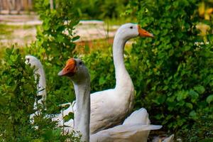 a group of geese gathering in a farm field. photo