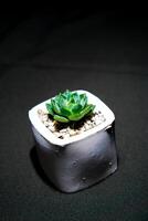 Close-up view of a cactus in a white pot on a black cloth. photo