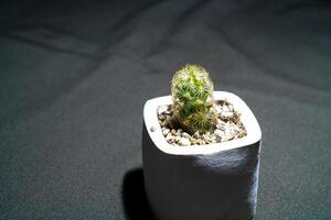 Cactus flowers in small pots look close on a black cloth. photo