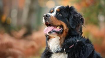 Close-up portrait of a Bernese Mountain Dog with distinct black, brown, and white fur looking sideways photo