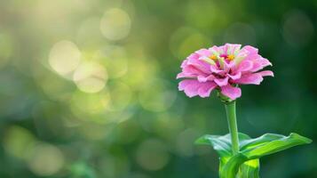 Closeup of a pink Zinnia flower bloom with petals in nature surrounded by green bokeh background photo