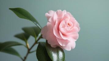 Camellia flower in pink blossom with delicate petals and macro beauty photo