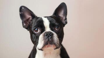 Close-up portrait of a Boston Terrier with black and white fur and attentive eyes photo