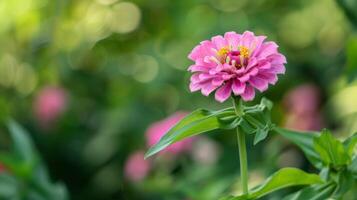 Close-up of a vibrant pink Zinnia flower in bloom with a natural green bokeh background photo