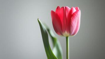 Red tulip flower bloom with vibrant petals and a close-up view in spring photo