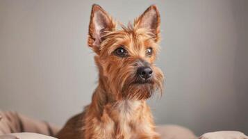 Scottish Terrier dog portrait showing an attentive animal with furry cute ears photo