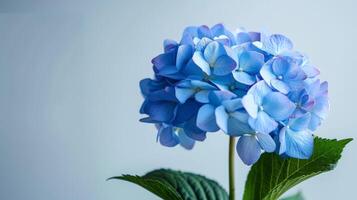 azul hortensia flor floración con de cerca pétalos en un natural planta ajuste foto