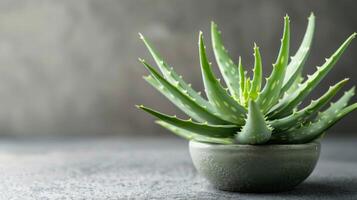 Aloe Vera plant in pot with green succulent leaves used for medicinal and skincare purposes photo