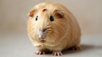 Close-up portrait of a brown fluffy Guinea pig with focus on its whiskers and cute expression photo