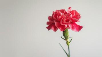 Carnation in pink bloom with delicate petals and close-up detail showcasing nature's beauty photo