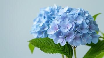 Blue hydrangea flowers in bloom with a macro close-up, showcasing the flora's botanical beauty in spring photo